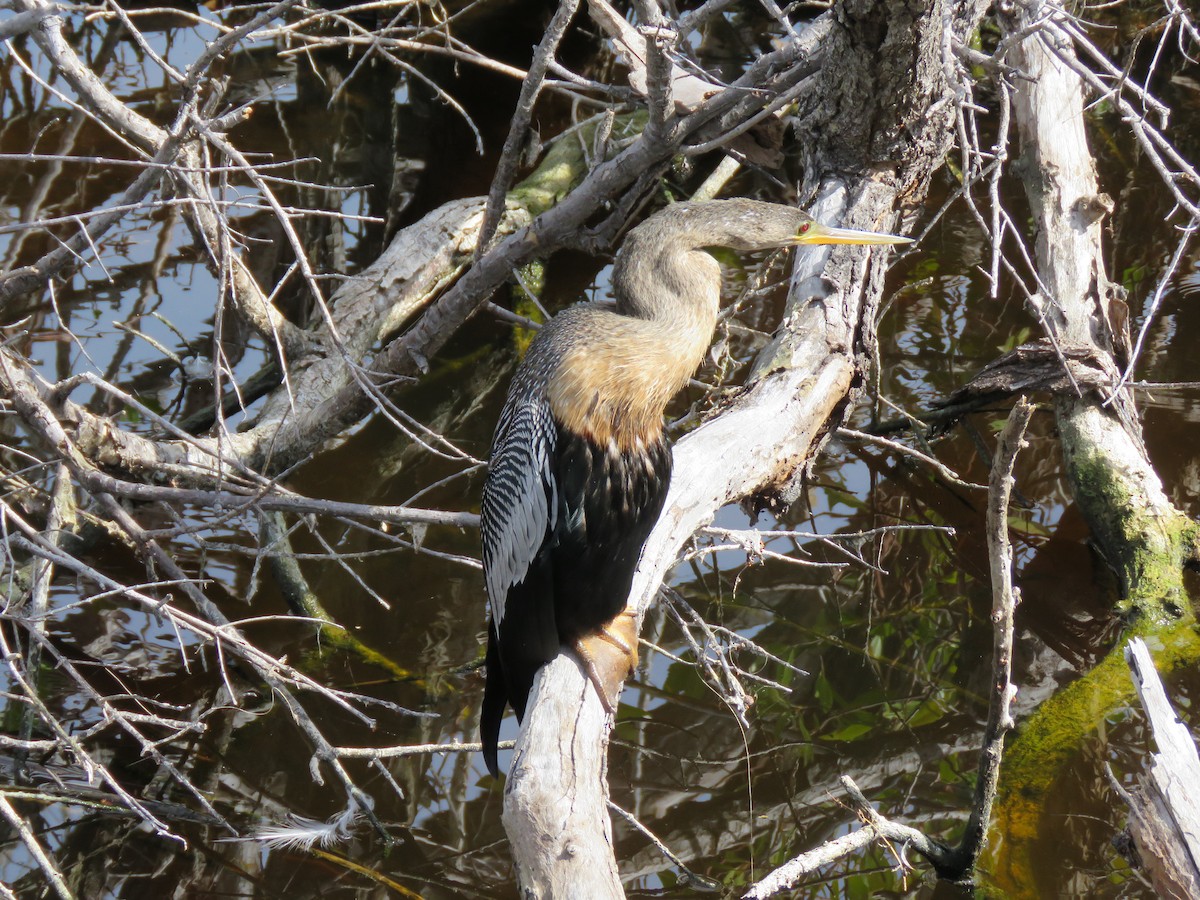 Anhinga - ML629297161