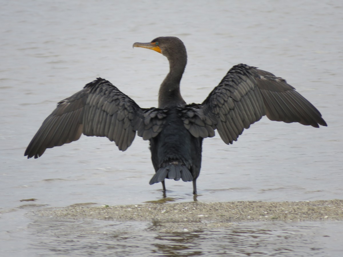 Double-crested Cormorant - ML629297370