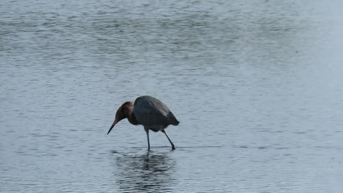 Reddish Egret - ML629297423