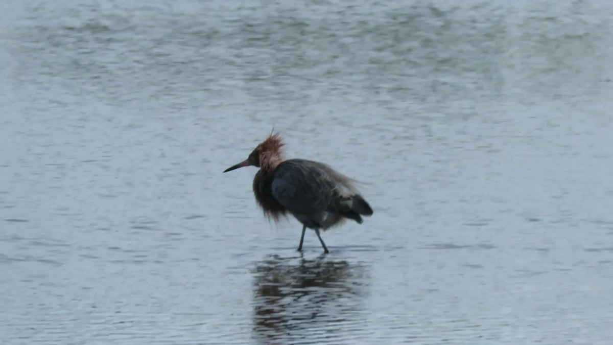 Reddish Egret - ML629297449