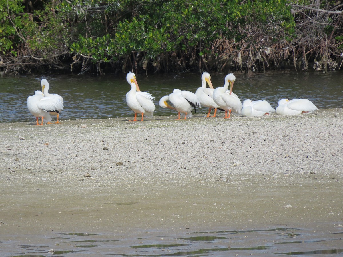 American White Pelican - ML629297487