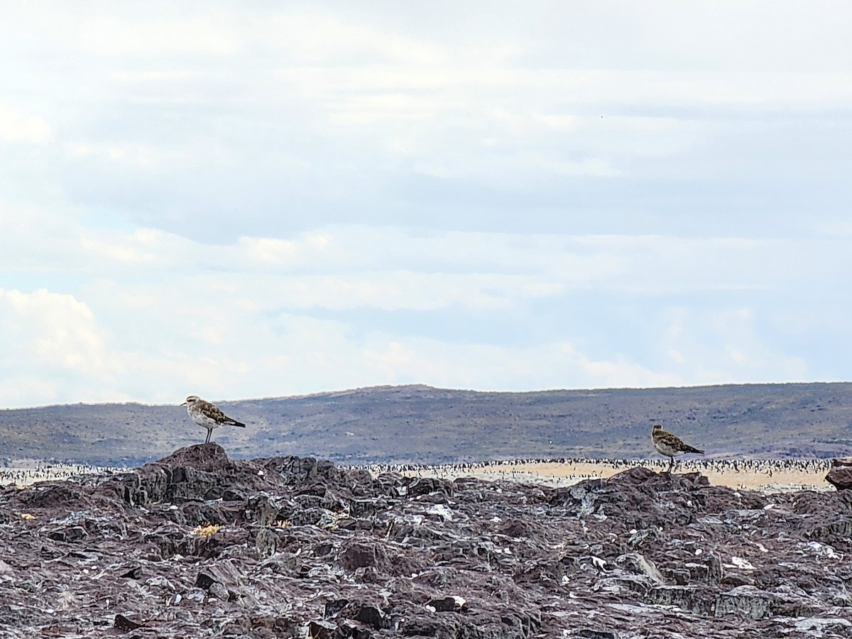 American Golden-Plover - ML629298270