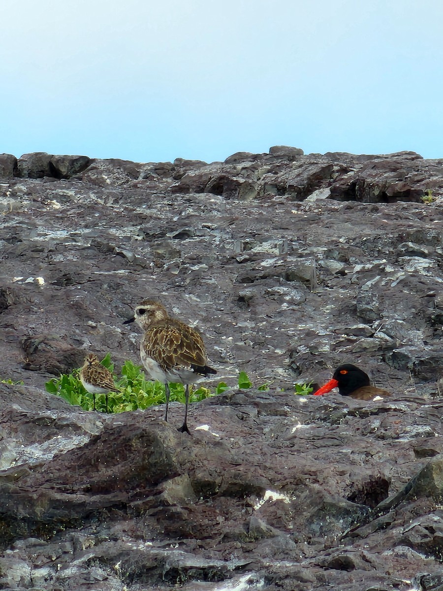 American Golden-Plover - ML629298366