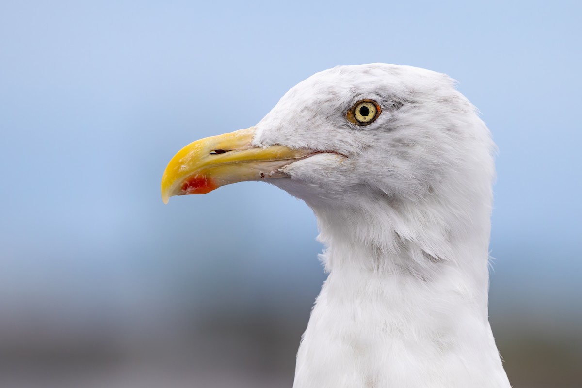 American Herring Gull - ML629298553