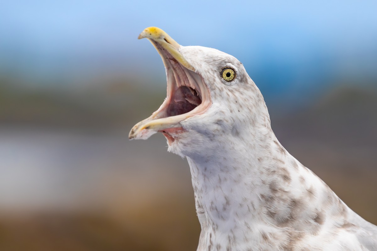 American Herring Gull - ML629298554