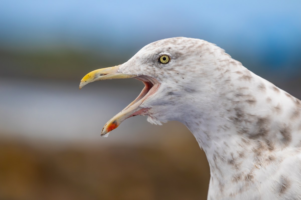 American Herring Gull - ML629298556