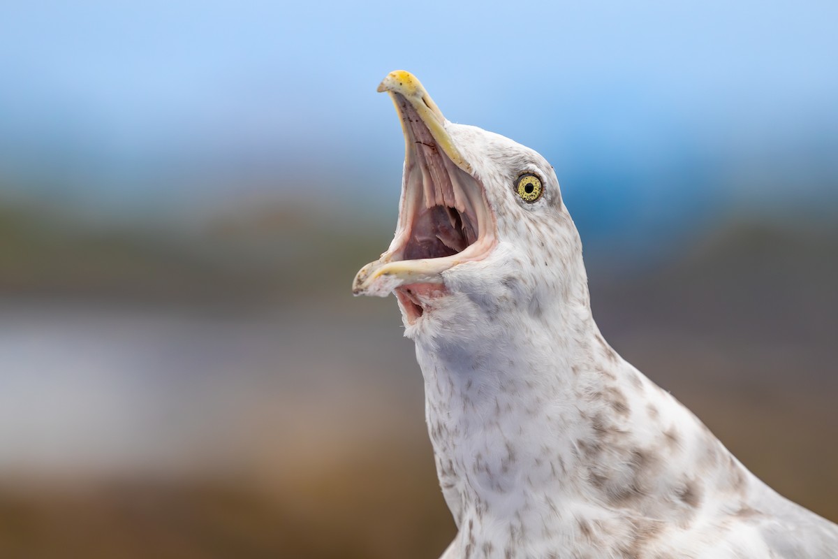 American Herring Gull - ML629298557