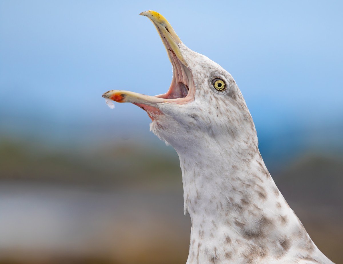 American Herring Gull - ML629298559