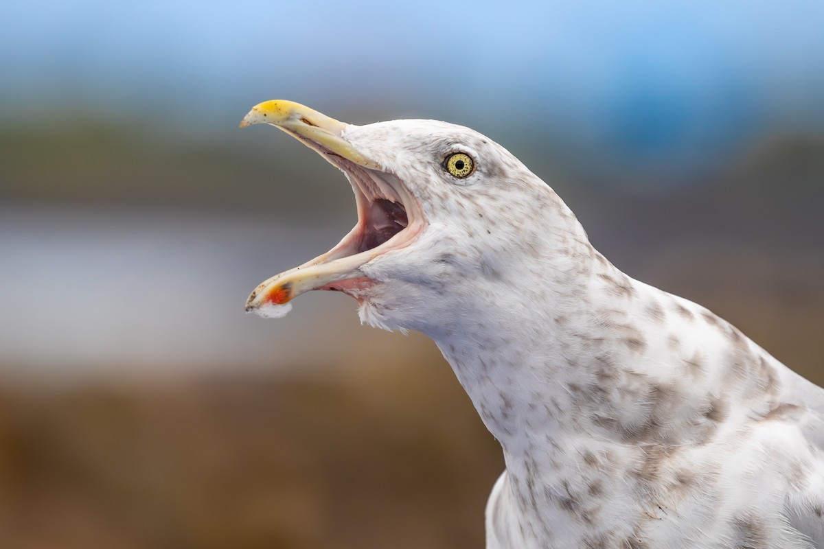 American Herring Gull - ML629298561