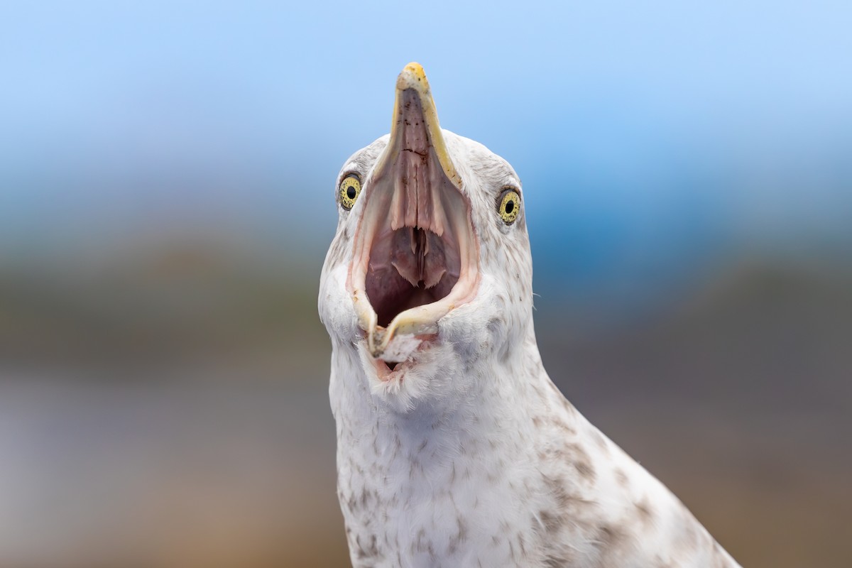 American Herring Gull - ML629298569