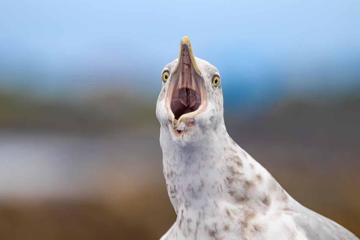 American Herring Gull - ML629298570