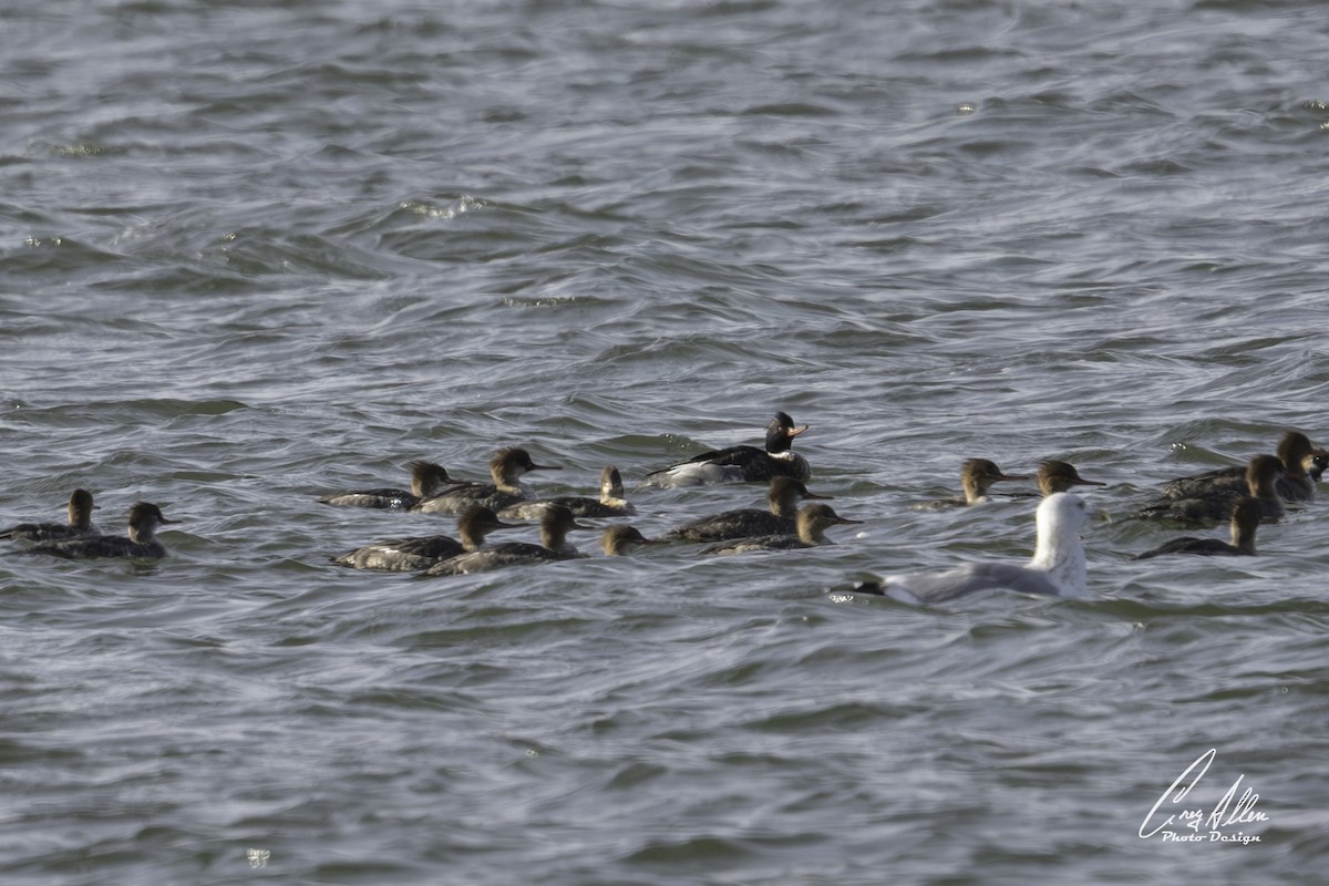 紅胸秋沙 - ML629298735