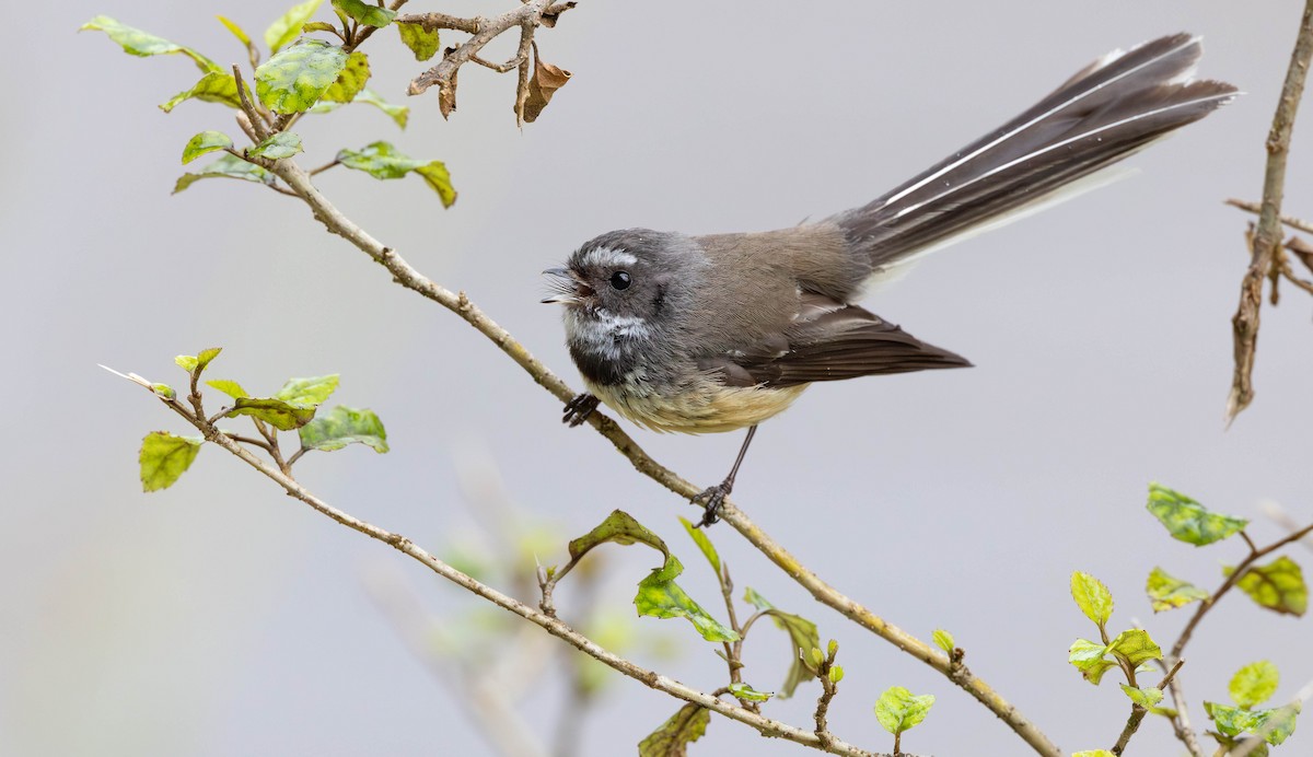 New Zealand Fantail - ML629298834