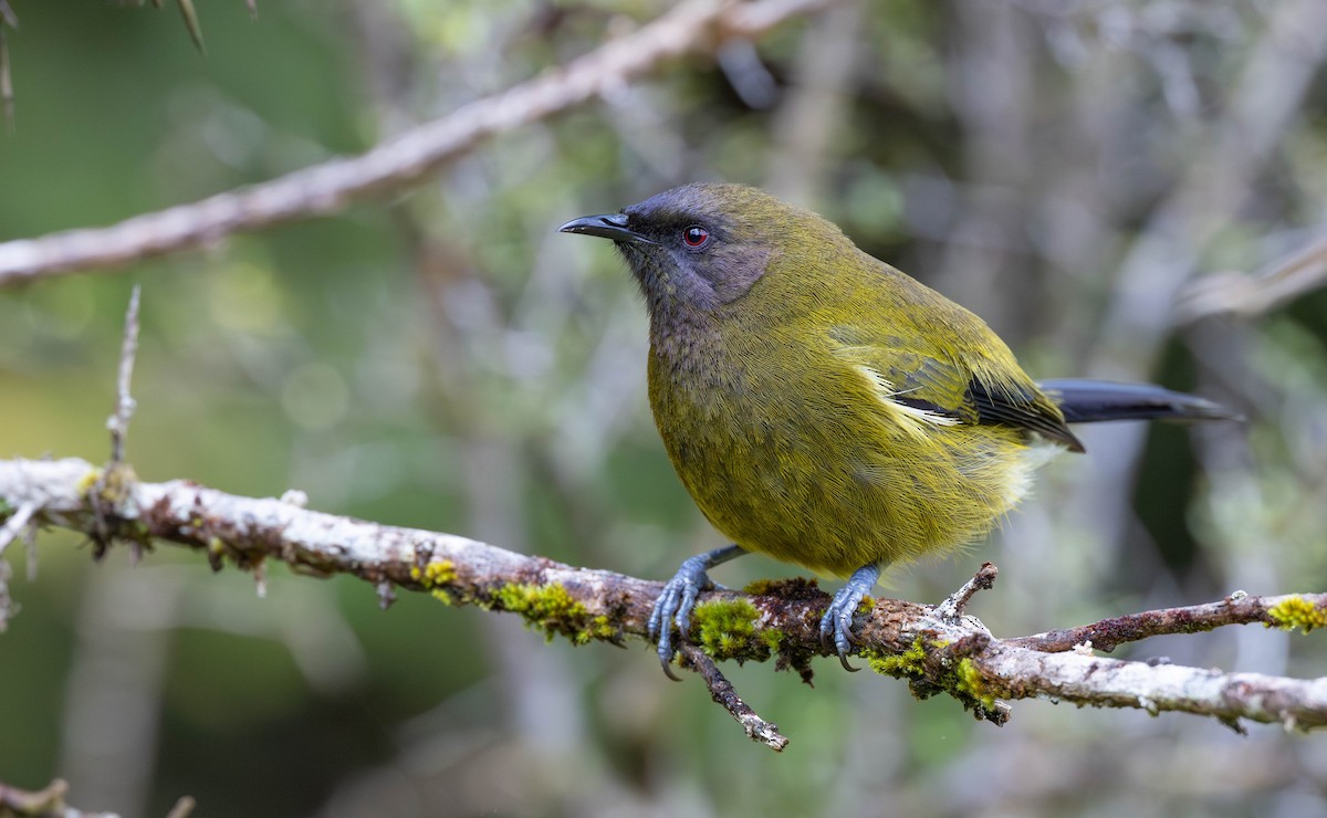 New Zealand Bellbird - ML629298976