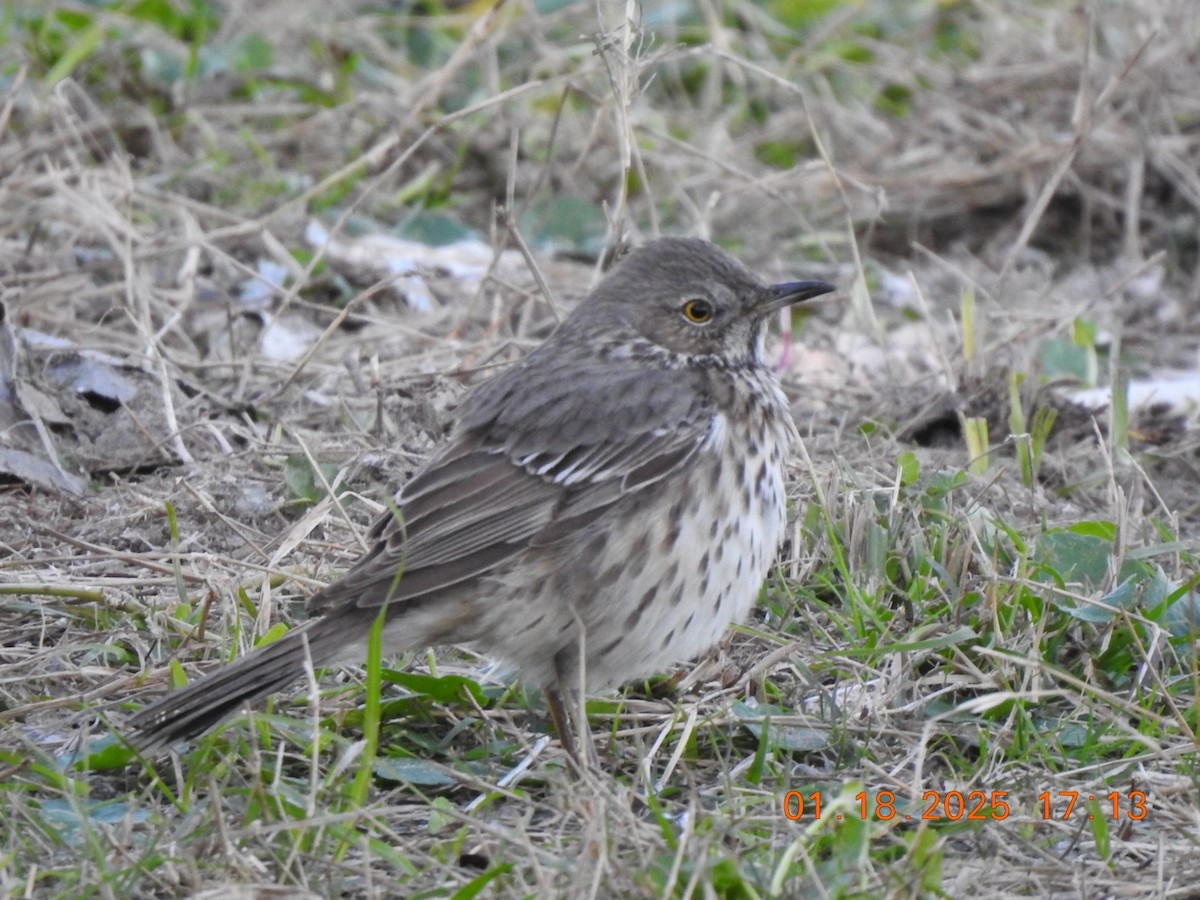 Sage Thrasher - ML629299432