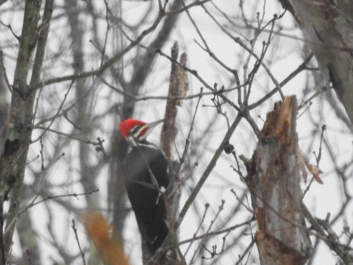 Pileated Woodpecker - ML629299682
