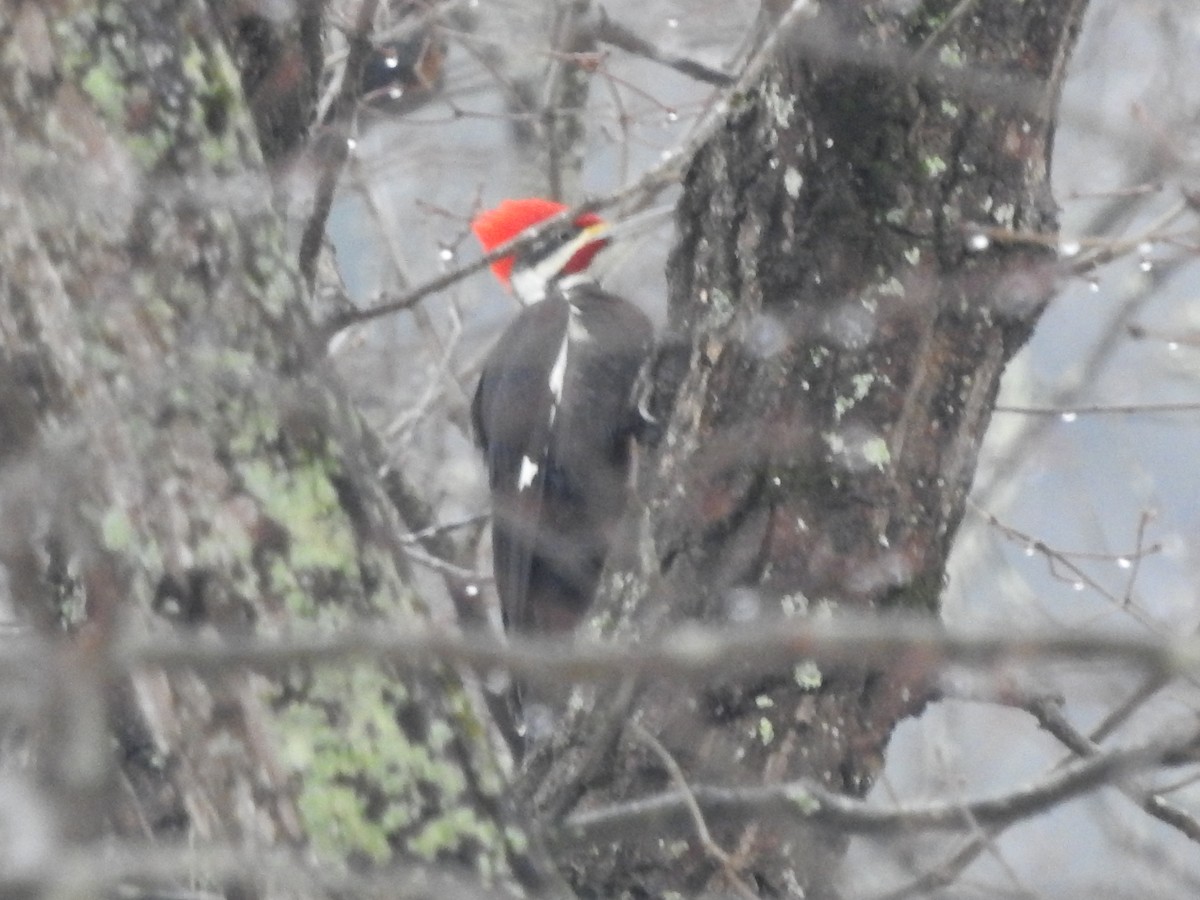 Pileated Woodpecker - ML629299683