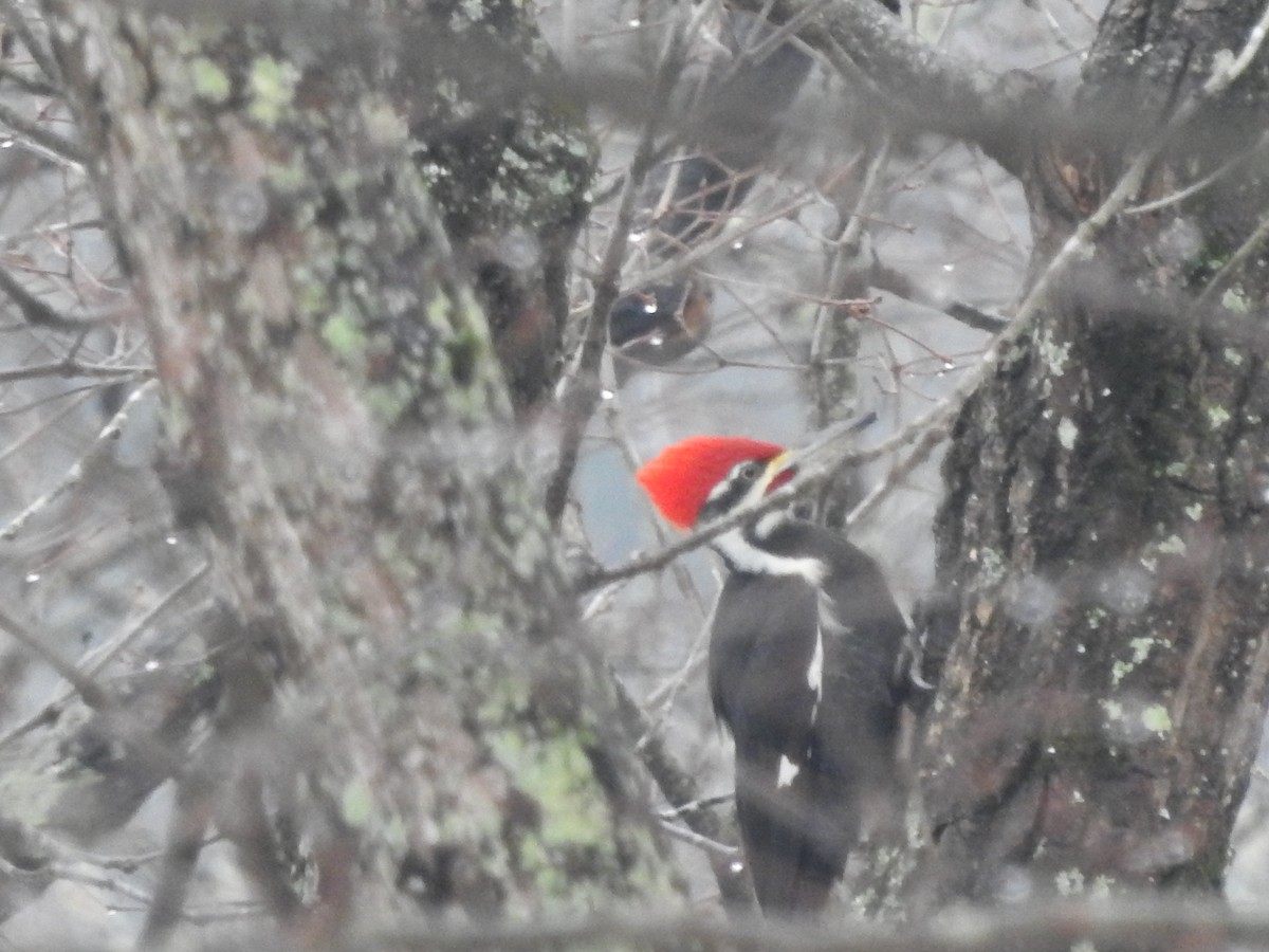 Pileated Woodpecker - ML629299685