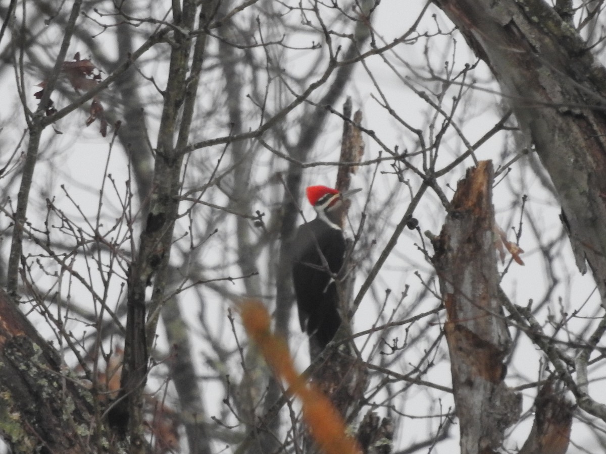 Pileated Woodpecker - ML629299687