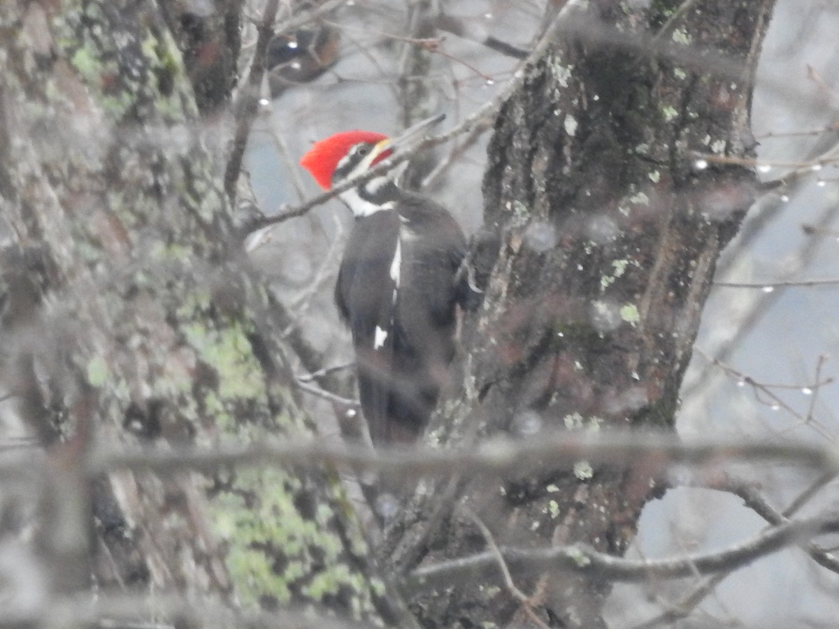 Pileated Woodpecker - ML629299688