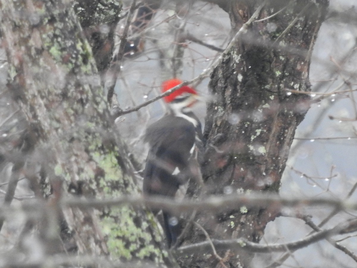 Pileated Woodpecker - ML629299689