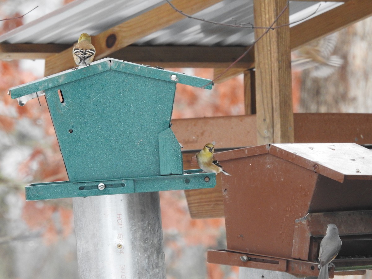 American Goldfinch - ML629299737