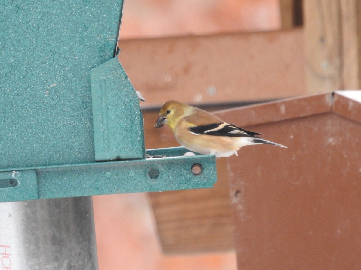 American Goldfinch - ML629299739