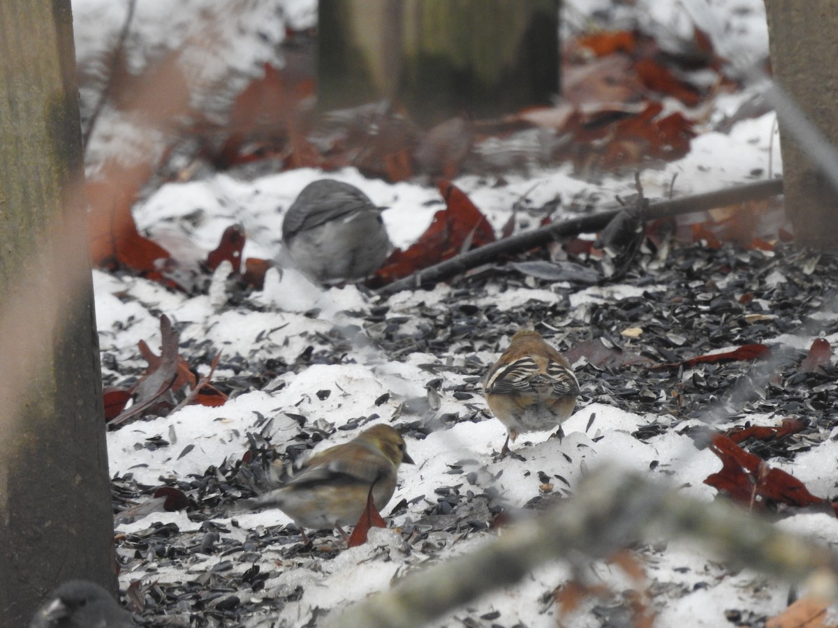 American Goldfinch - ML629299740
