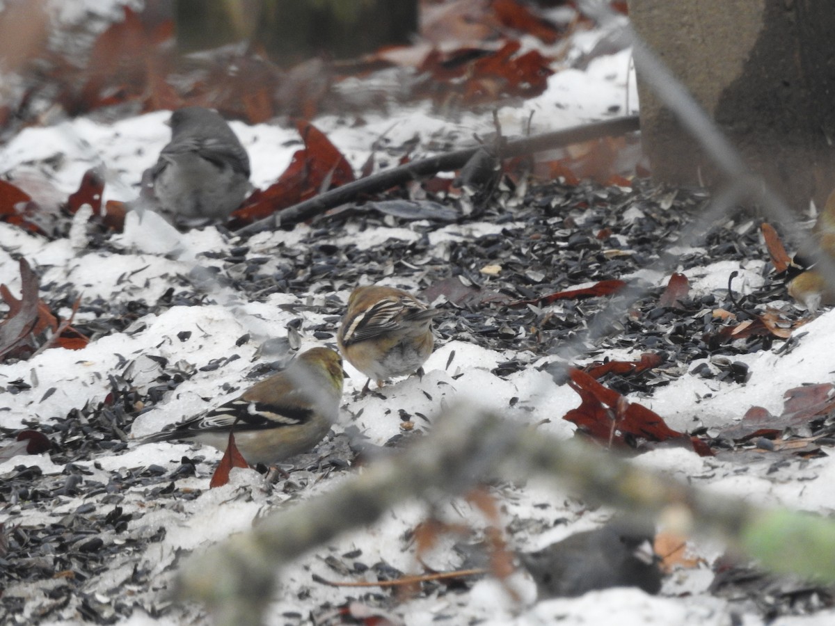 American Goldfinch - ML629299742