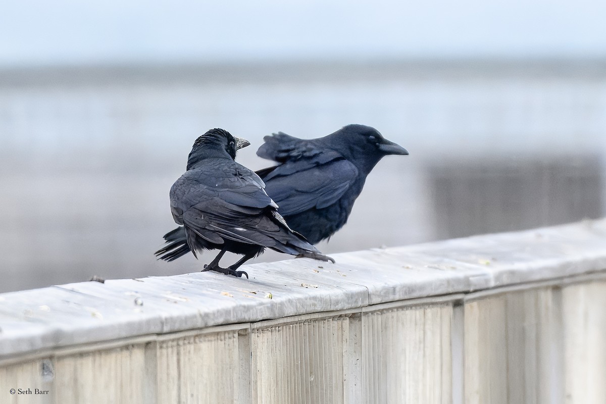 Fish Crow - ML629299775
