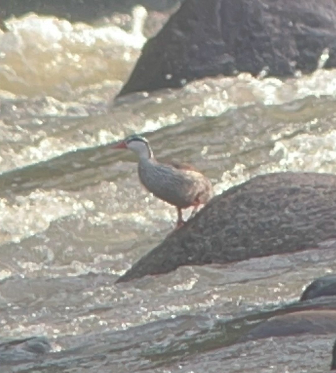 Torrent Duck - ML629299971