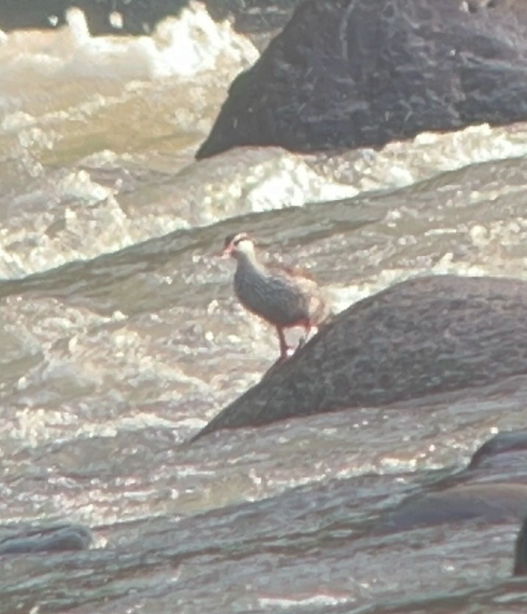 Torrent Duck - ML629299972