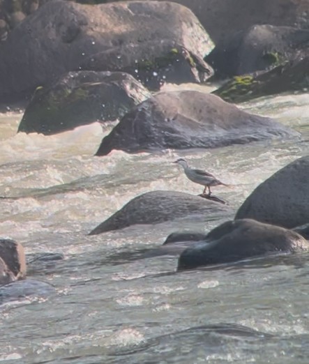 Torrent Duck - ML629299973