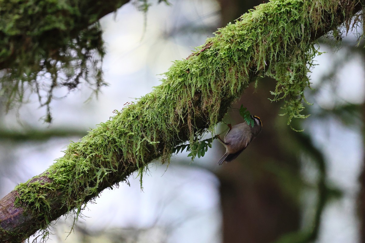 Golden-crowned Kinglet - ML629300063