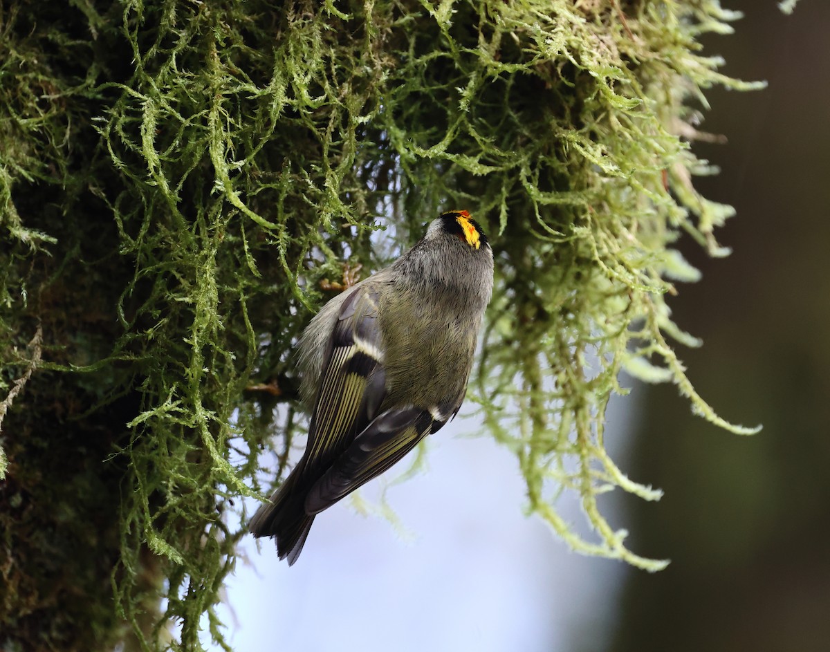 Golden-crowned Kinglet - ML629300071