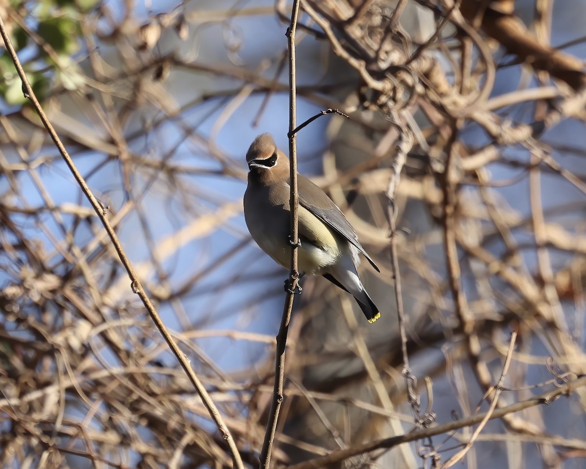 Cedar Waxwing - ML629300185