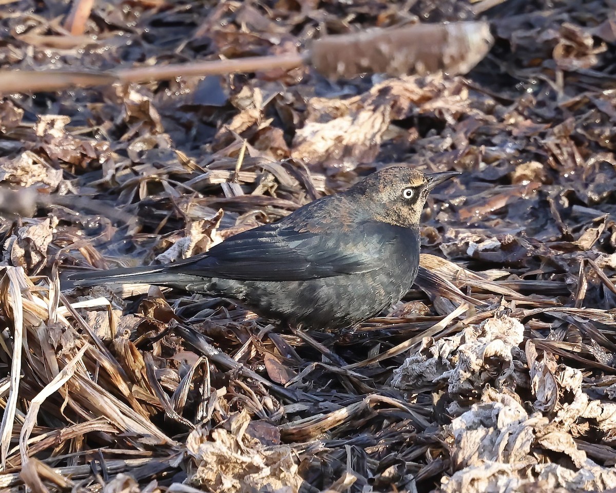 Rusty Blackbird - ML629300203