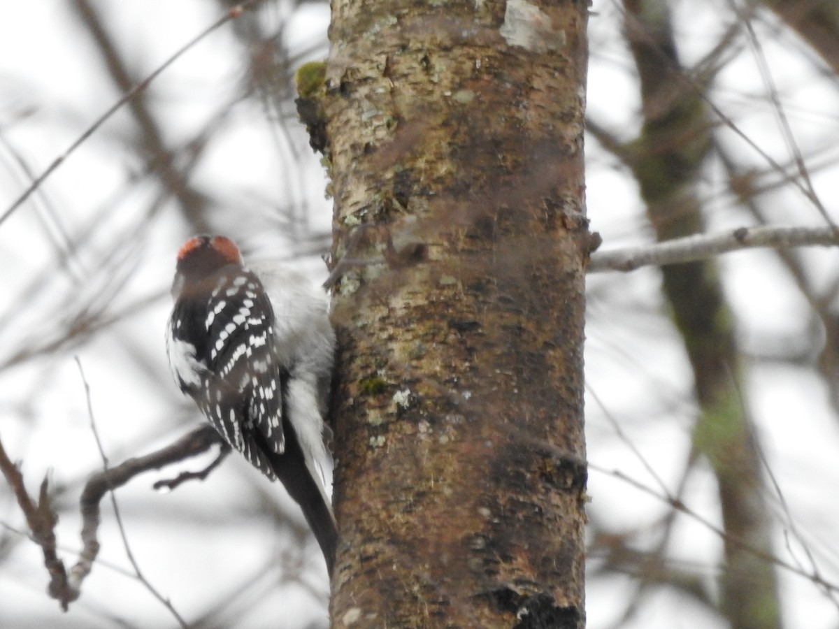 Hairy Woodpecker - ML629300244