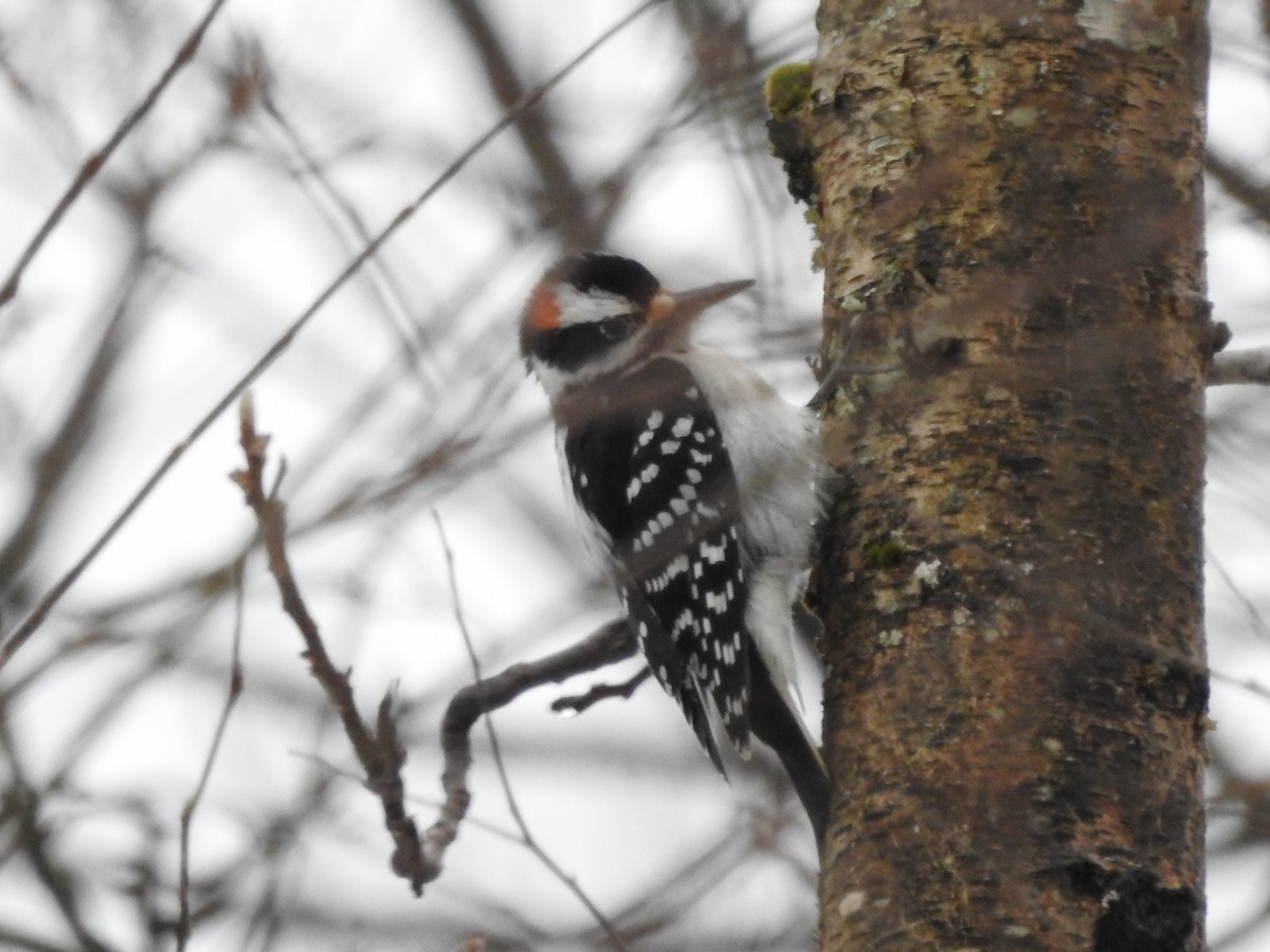 Hairy Woodpecker - ML629300261