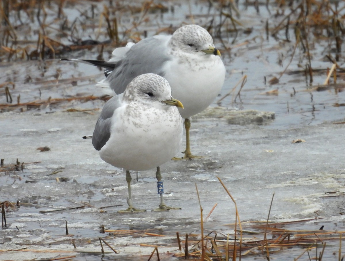 Common Gull - Glenn Hodgkins