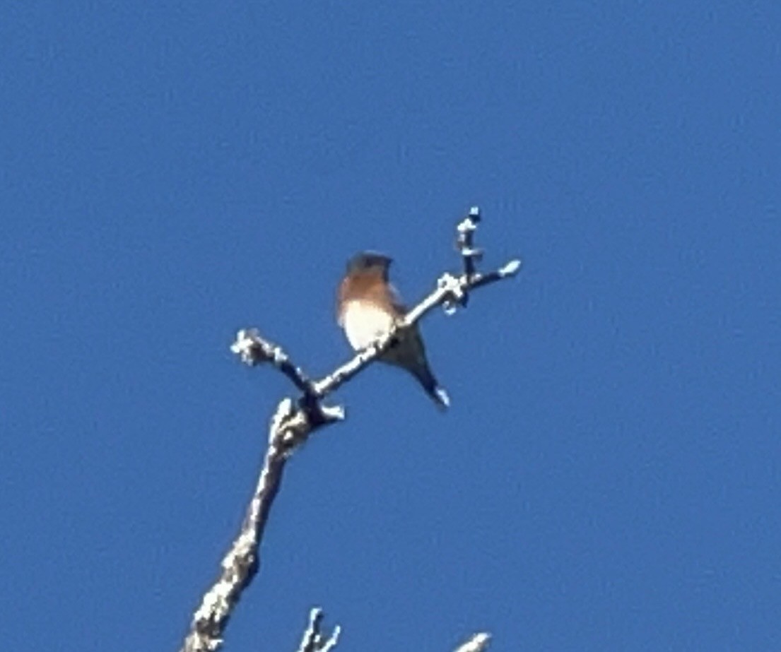 Eastern Bluebird - ML629300285
