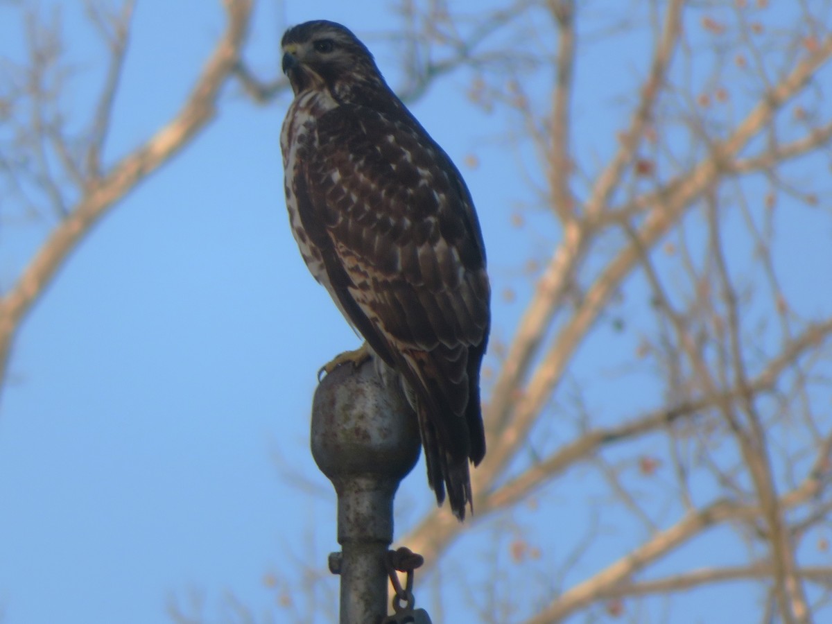 Red-shouldered Hawk - ML629300314