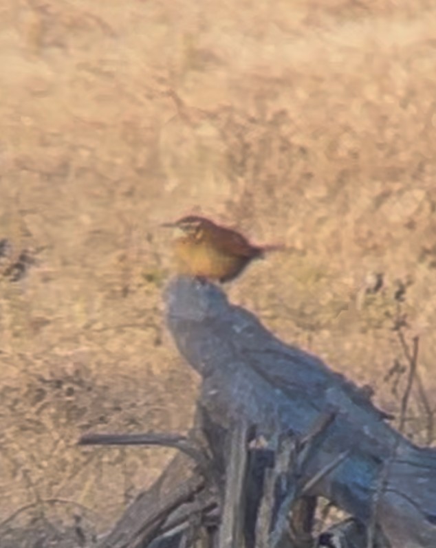 Carolina Wren - ML629300318