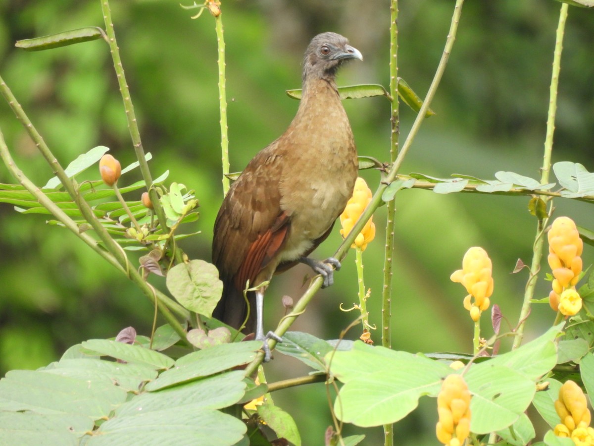 Gray-headed Chachalaca - ML629300395