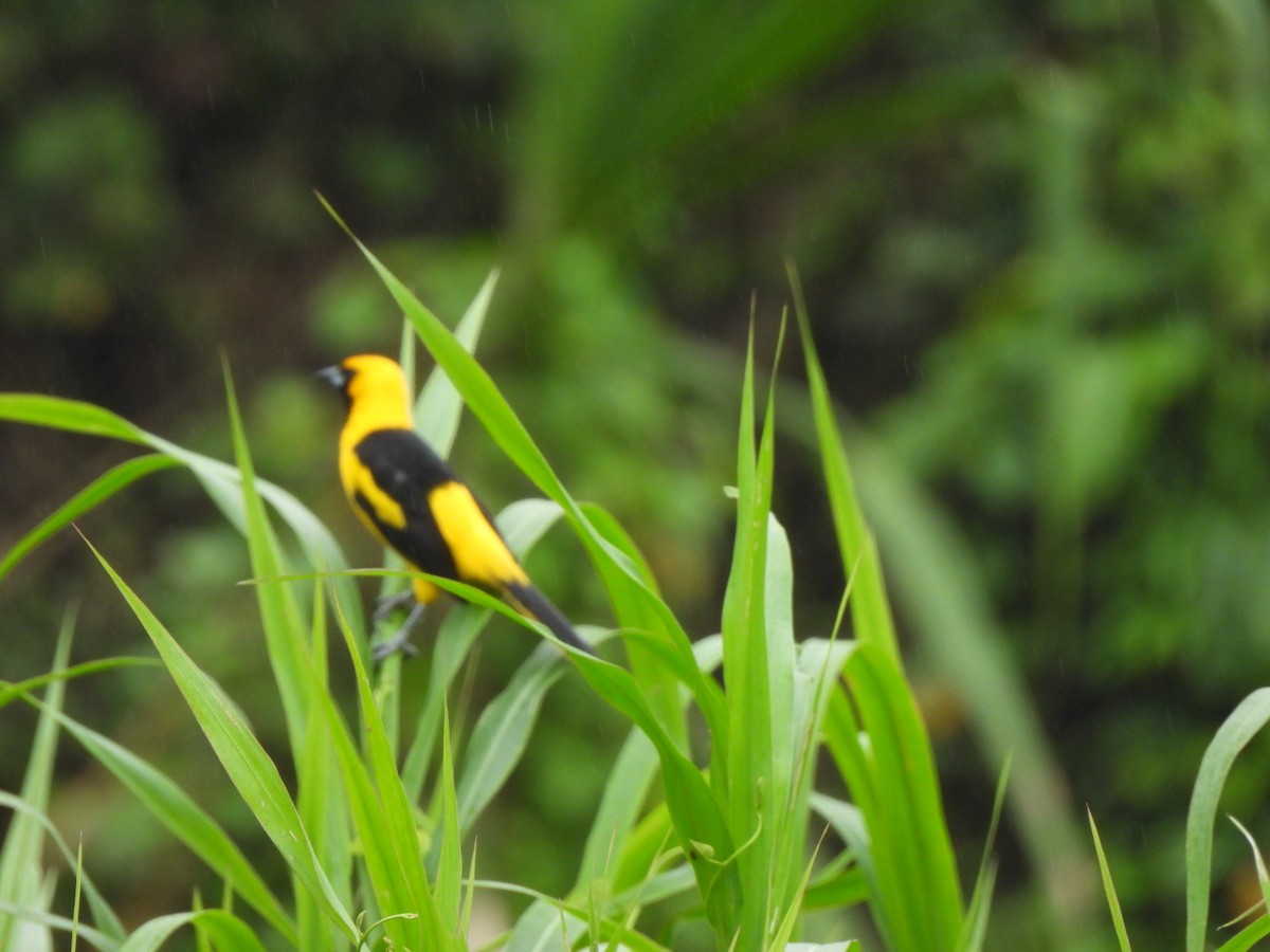 Yellow-tailed Oriole - ML629300513