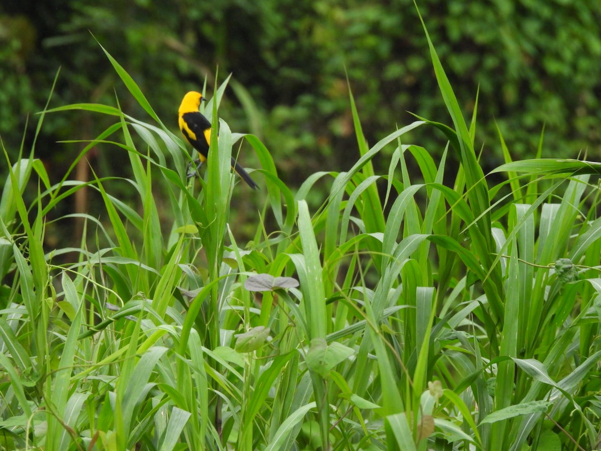 Yellow-tailed Oriole - ML629300514