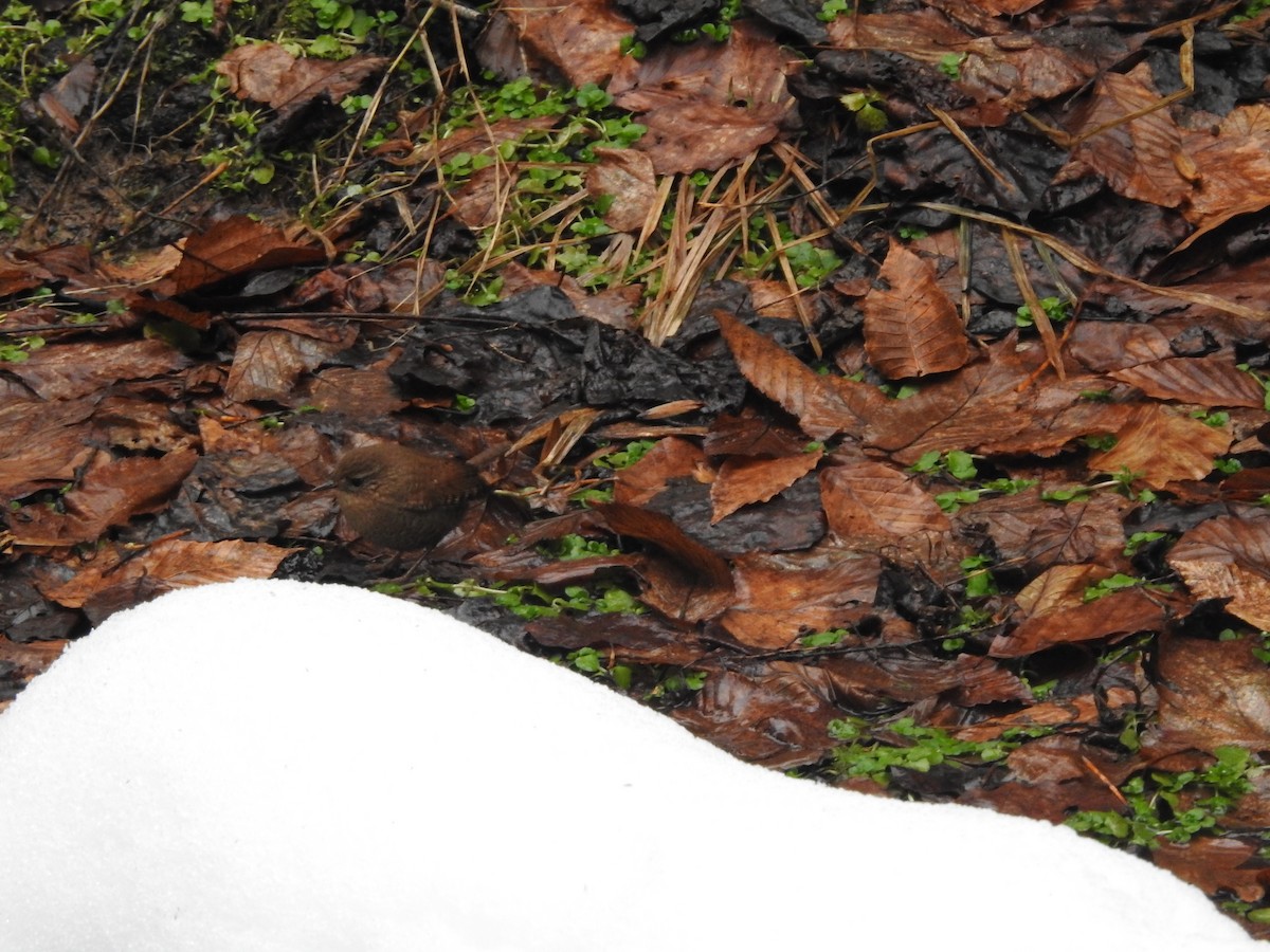 Winter Wren - ML629300539