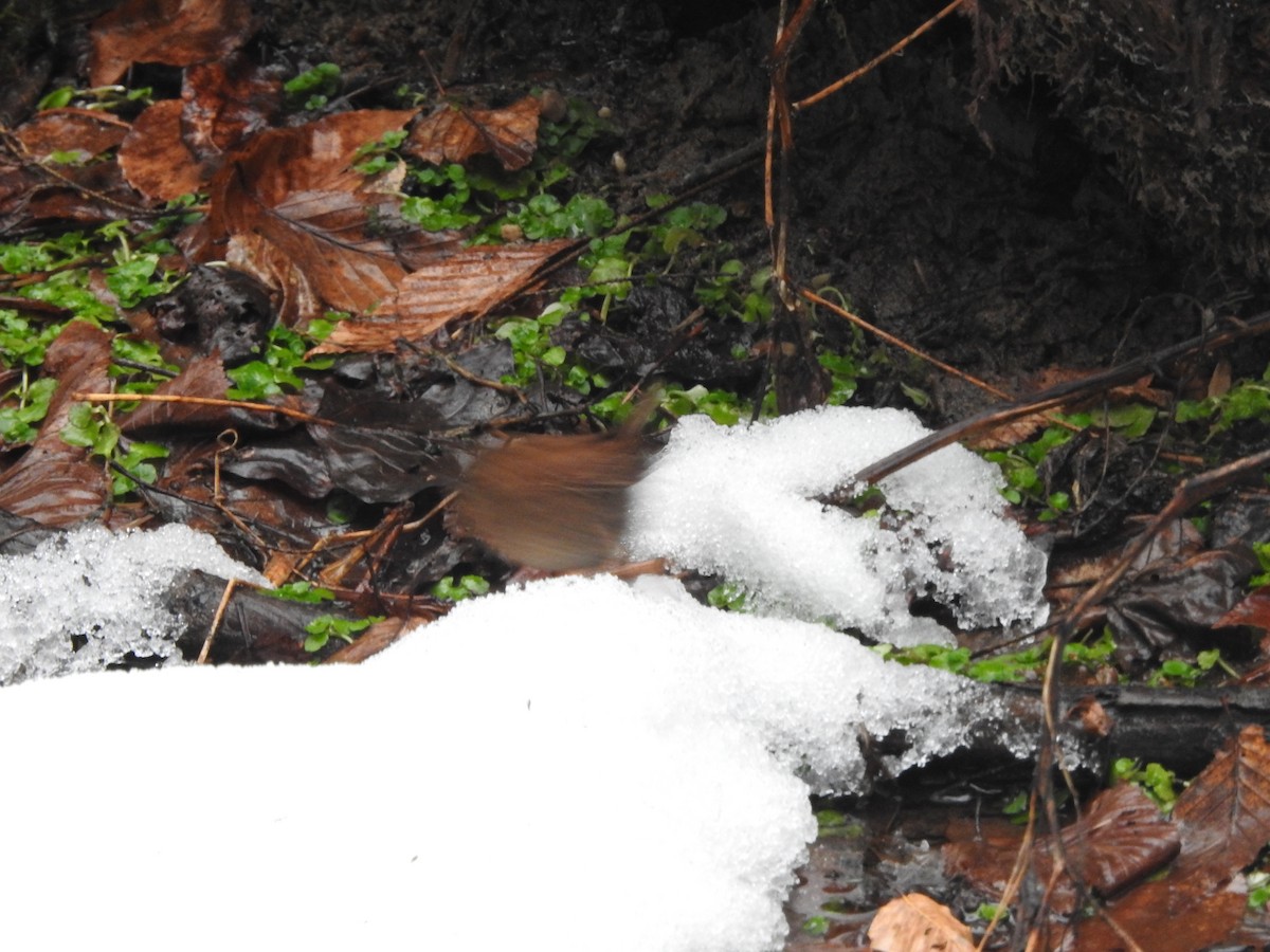 Winter Wren - ML629300540