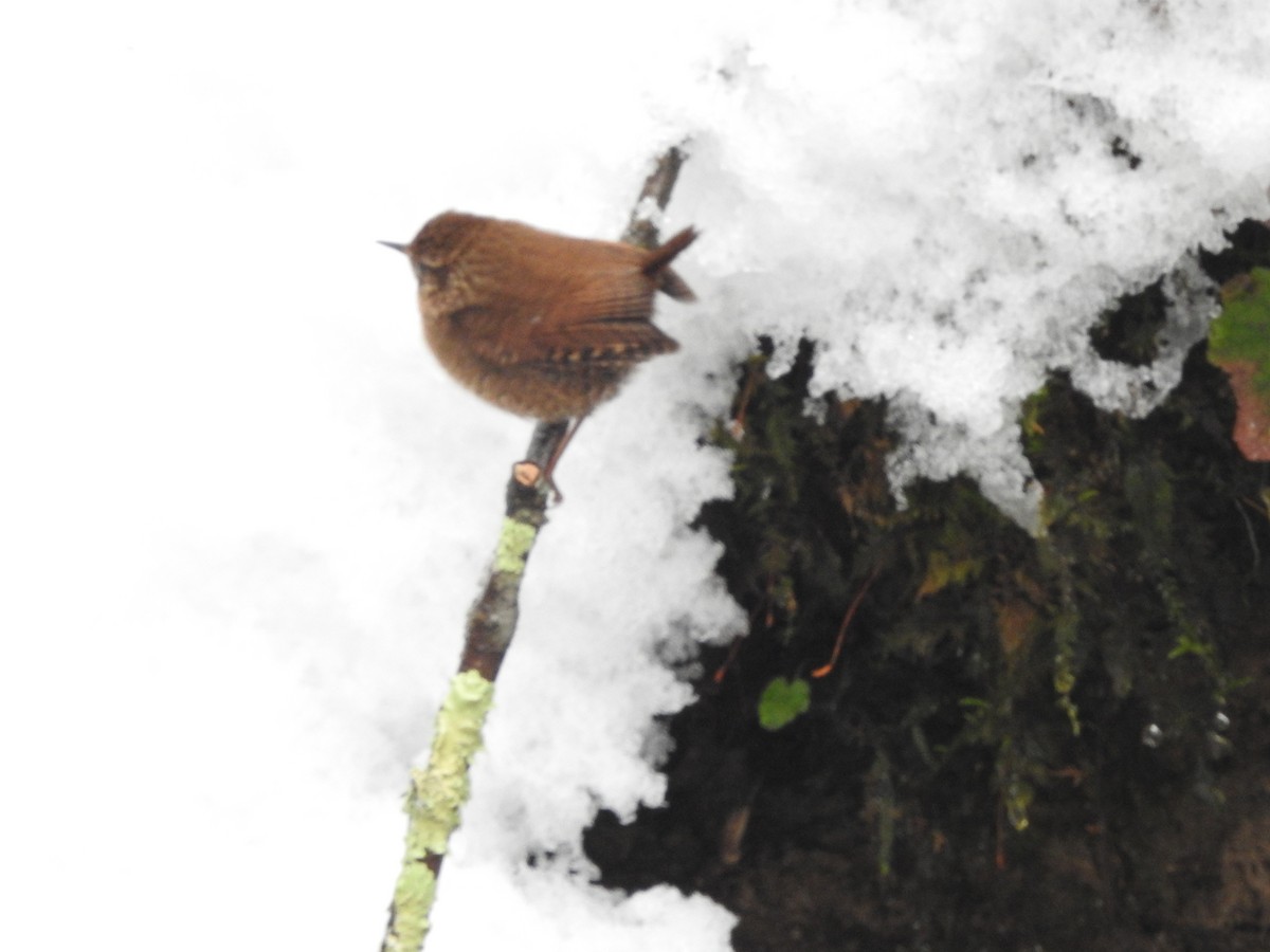 Winter Wren - ML629300541
