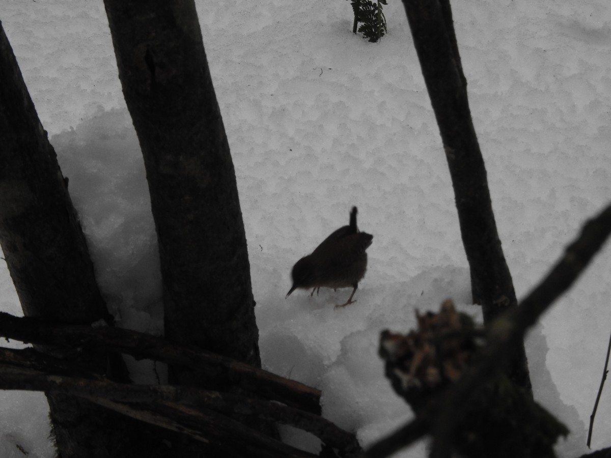 Winter Wren - ML629300542